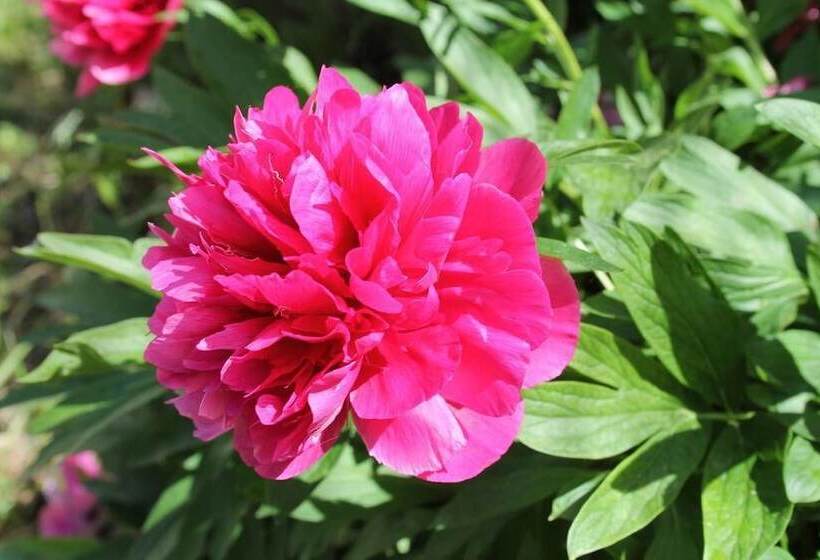 פנסיון B&b Morning Glory