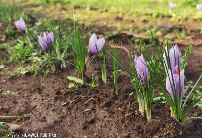 Bed And Breakfast Anna
