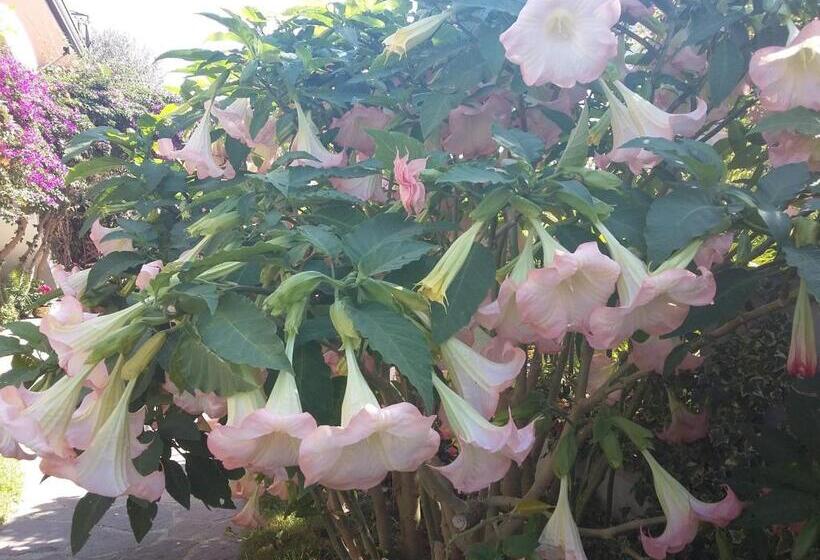 تختخواب و صبحانه Cusanarella Mia