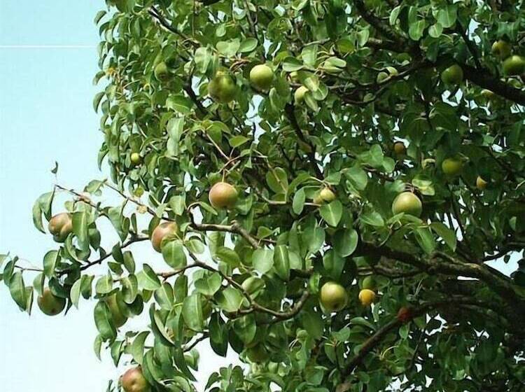 B&b And Wellness Il Pomario Di Montepiglio Resort Naturista