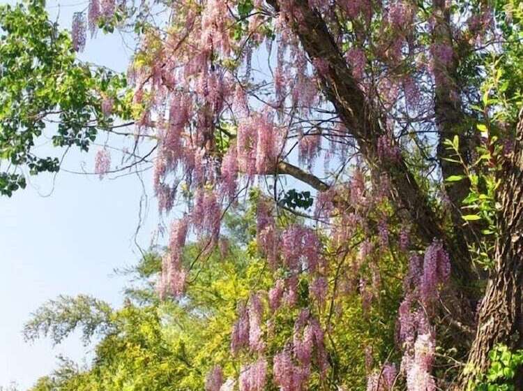 פנסיון La Cannara