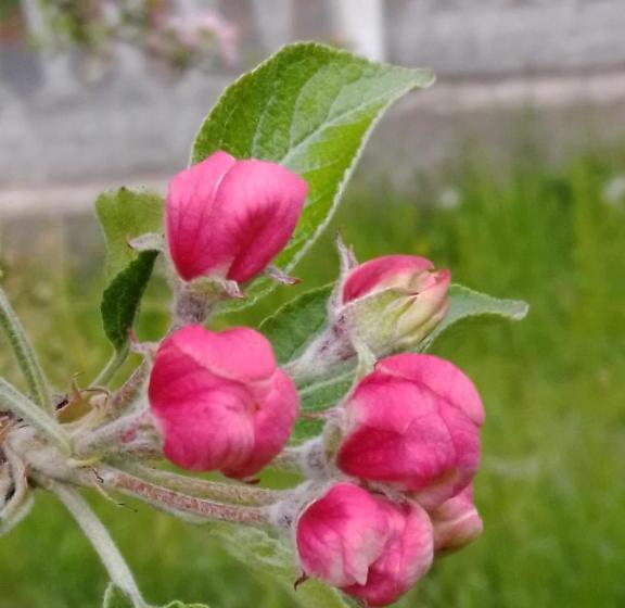 Casa T Bed And Breakfast & Home Restaurant Di Tacchino Simone