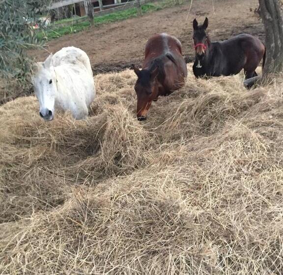 هتل روستایی Tenuta Selvaggia