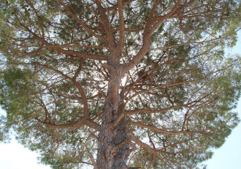 Villa Rita Bed & Breakfast