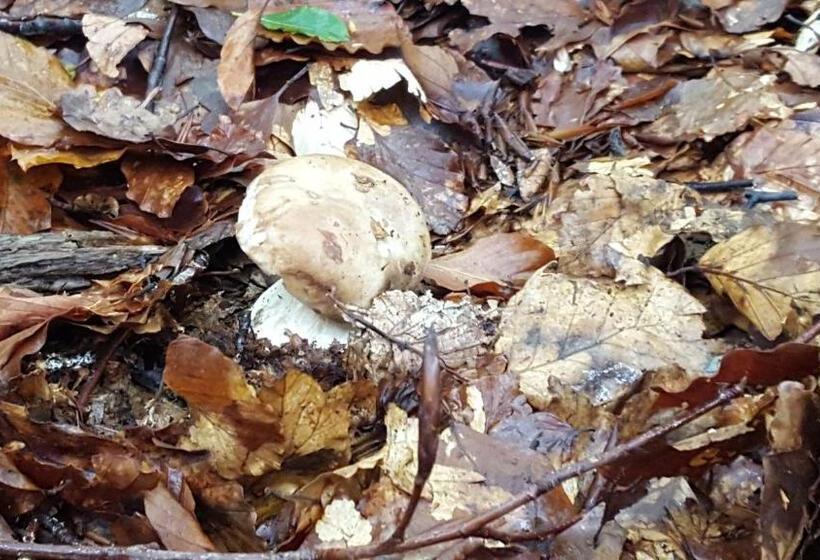 مبيت وإفطار La Castagna Matta