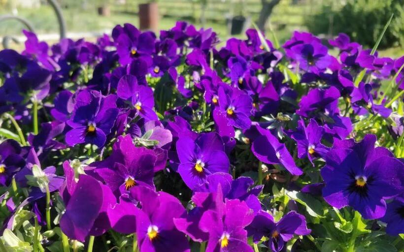 住宿加早餐  La Luna Nel Parco