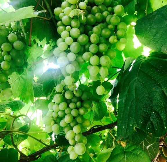 بنسيون Aloha House