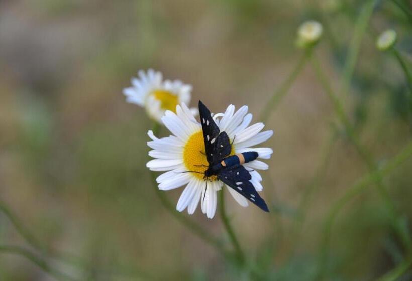 پانسیون B&b Il Palazzo