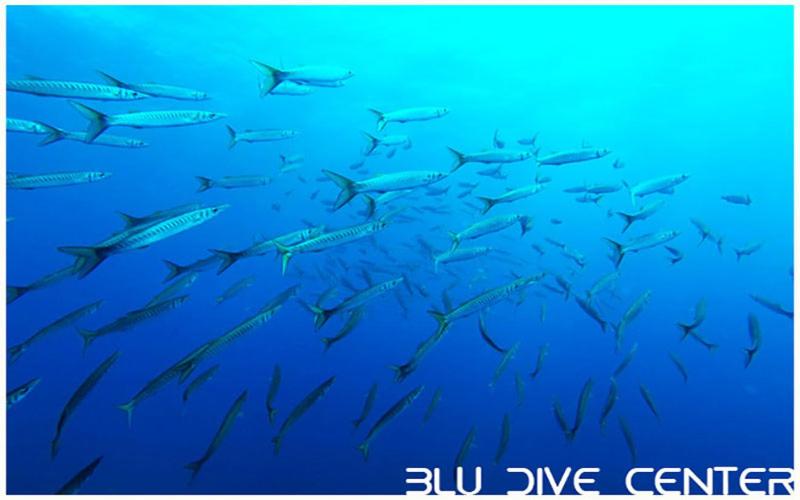 膳宿费 Villa Nicoletta