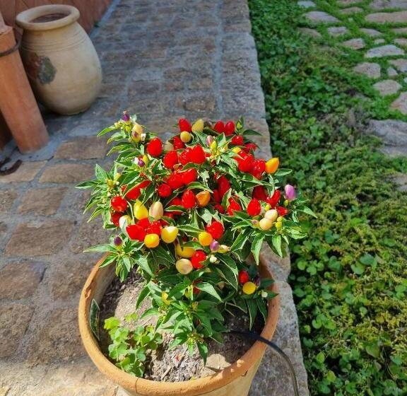 ペンション Villarose