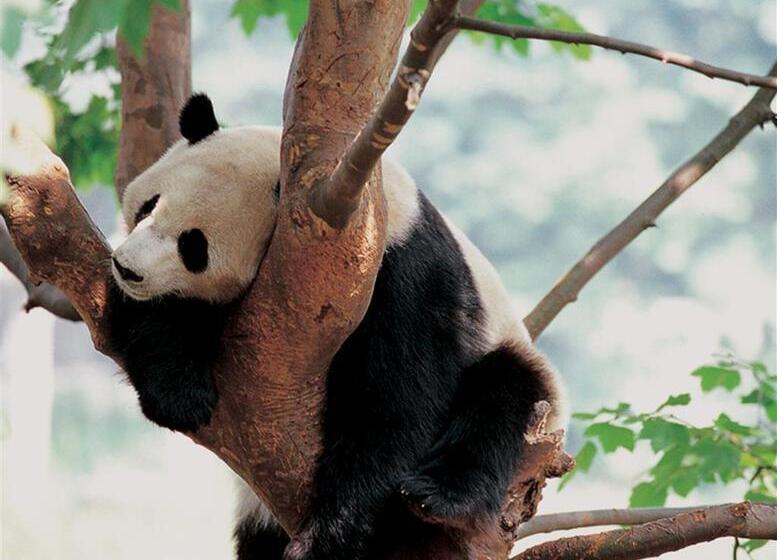 Отель Sheraton Chengdu Lido