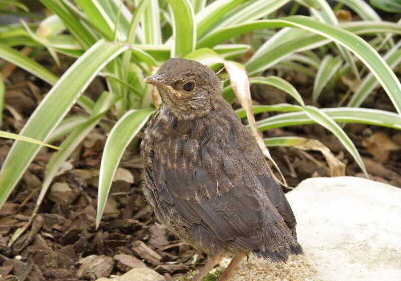 Villas D. Dinis Charming Residence