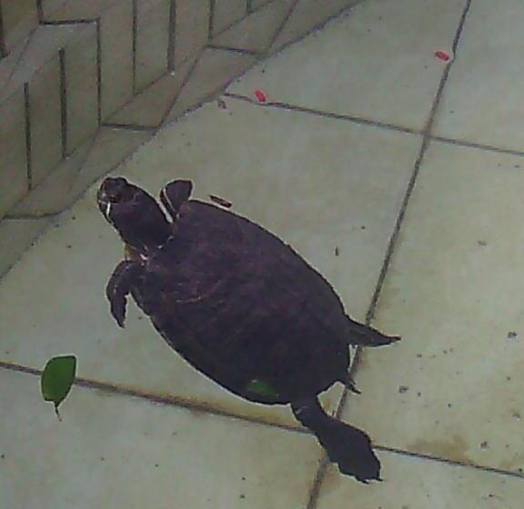 Agriturismo Artisti Del Cavallo