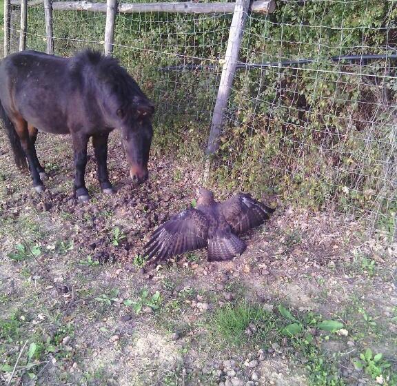 Agriturismo Artisti Del Cavallo