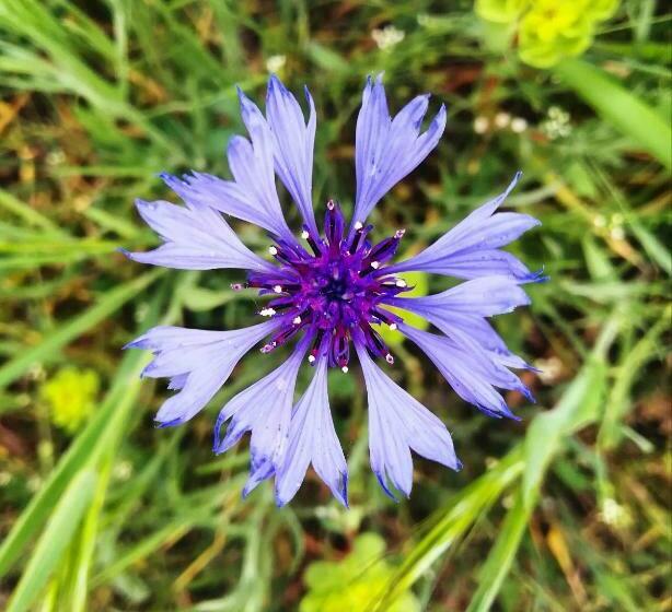 هتل روستایی Agriturismo Il Riccio