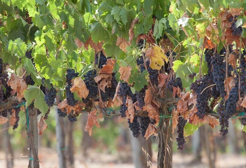 교외 호텔 Agriturismo Spazzavento