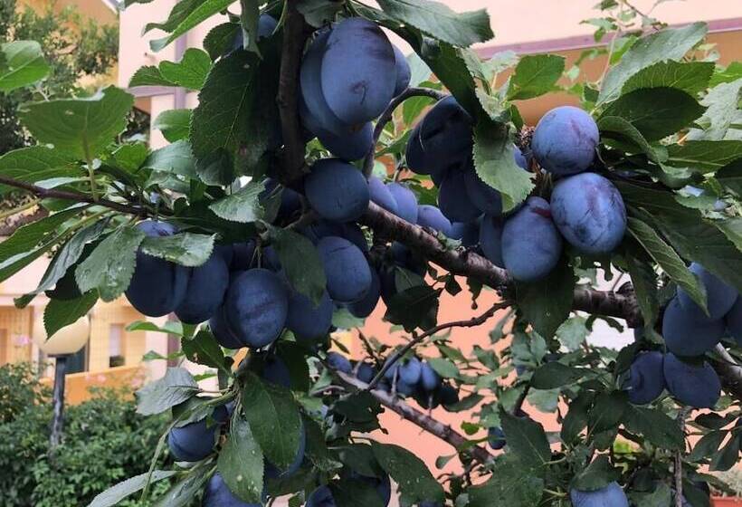 צימר I Fenicotteri