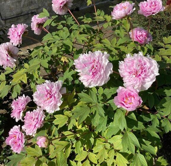 B&b Villa Fioreconero