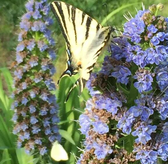 B&b Villa Fioreconero