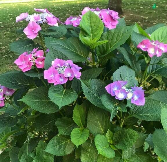 B&b Villa Fioreconero