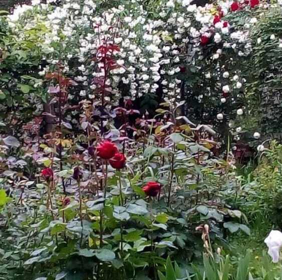 צימר Il Germano Reale