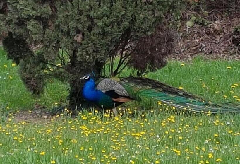 צימר Residenza Hermitage