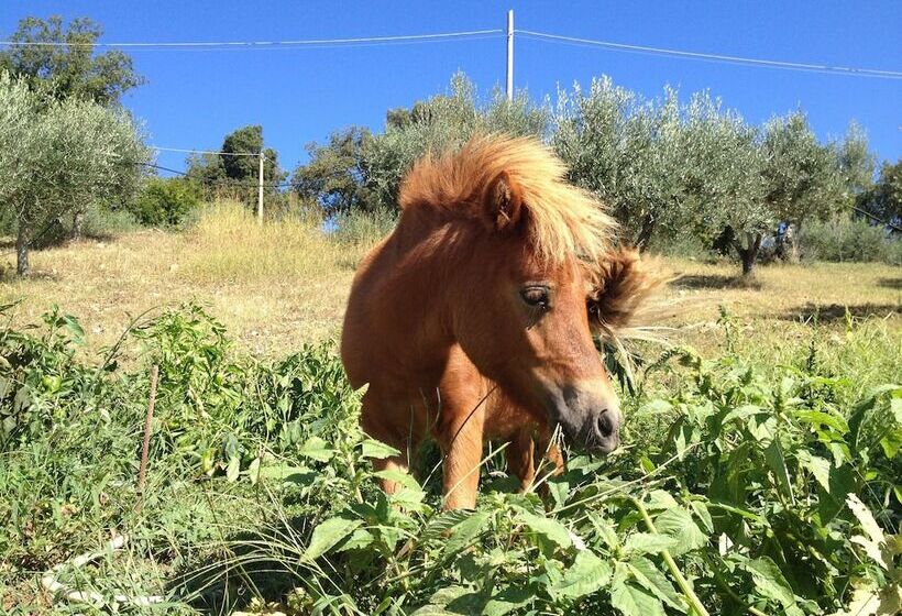 田舎風ホテル Agriturismo Oliveta