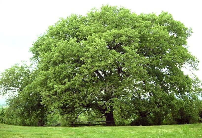 هتل روستایی Poggio Del Castagno