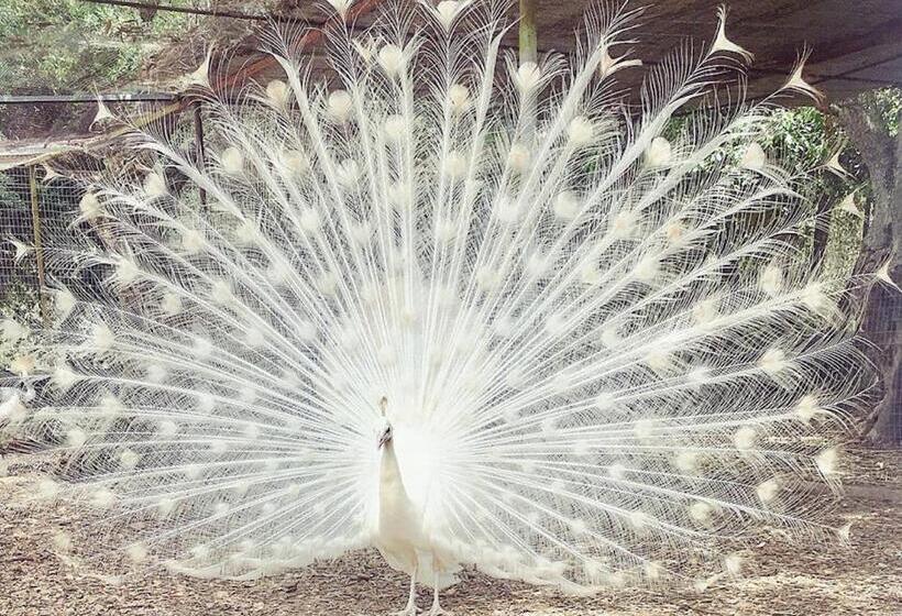 בית מלון כפרי Agriturismo Tenuta Sant Antonio