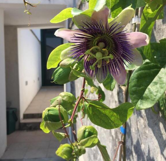 بنسيون Palazzo Vilei