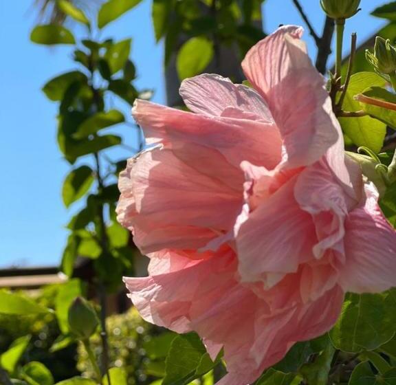 B&b Casale Pietrantica Tropea