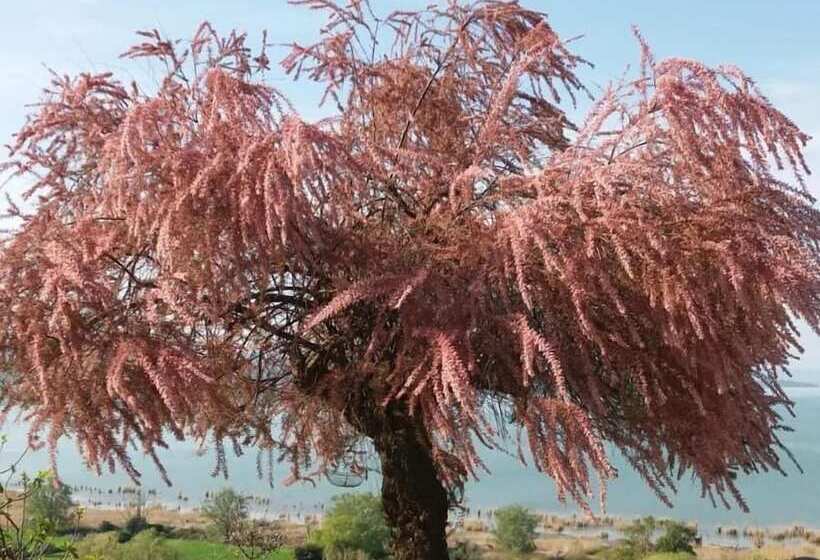 B&b Torre Del Lago Trasimeno