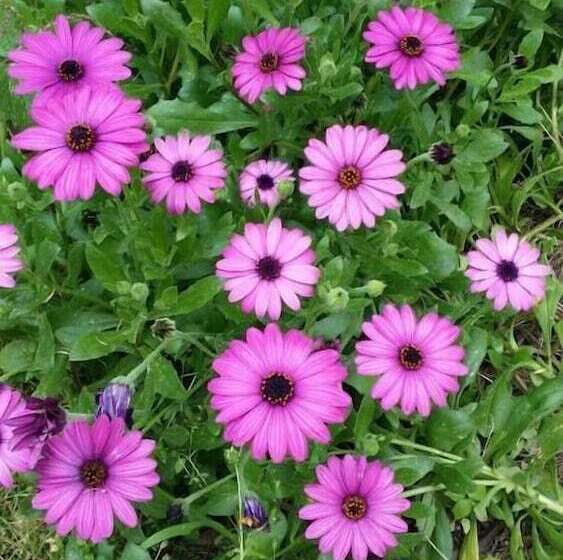 צימר Il Melangolo