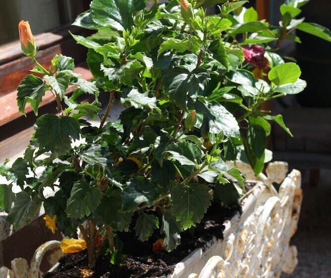 Hibiscus Villasimius B&b