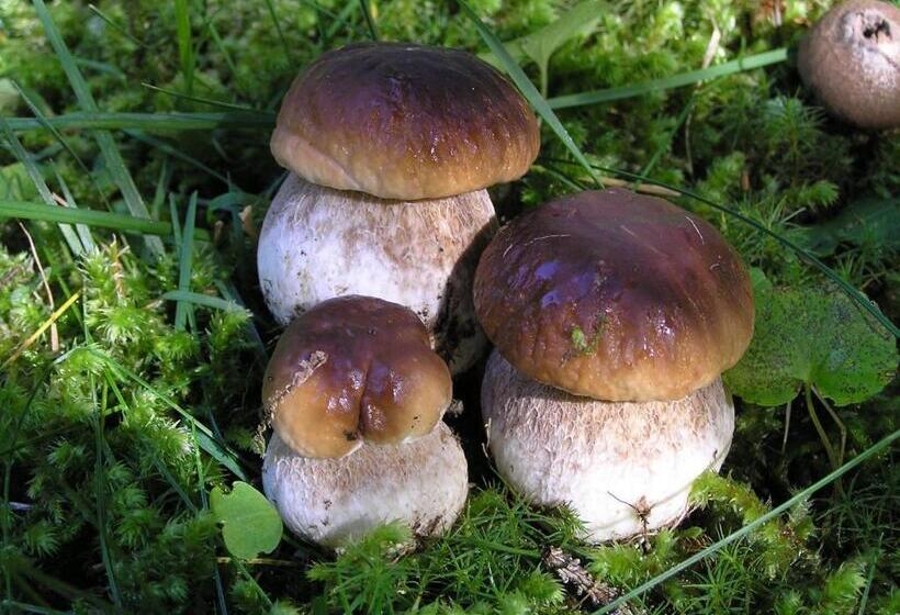 בית מלון כפרי Garnì Sella Cipriani