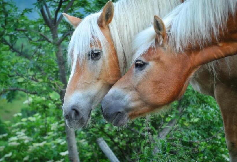田舎風ホテル Agriturismo Del Cimone