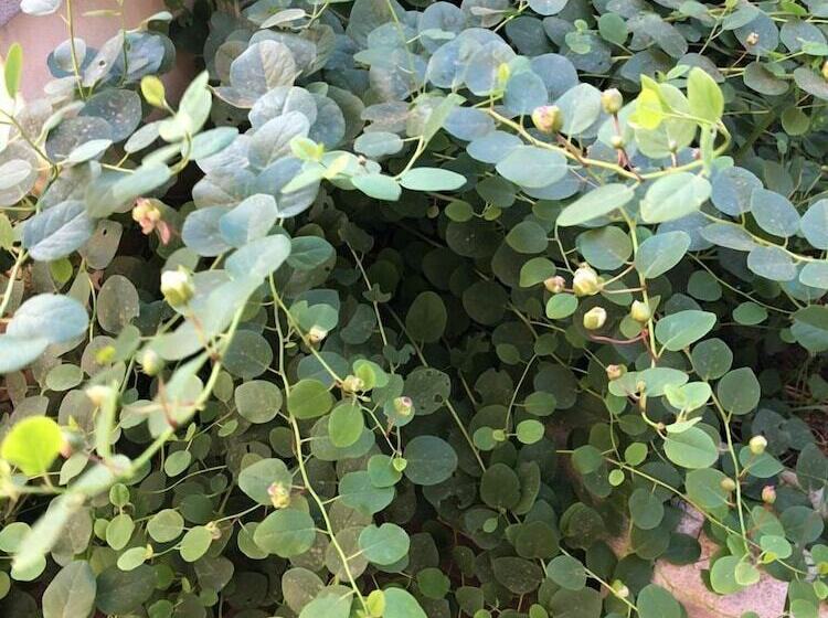 乡村酒店 Agriturismo Vivinatura