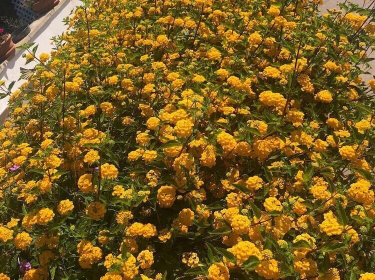 乡村酒店 Agriturismo Vivinatura