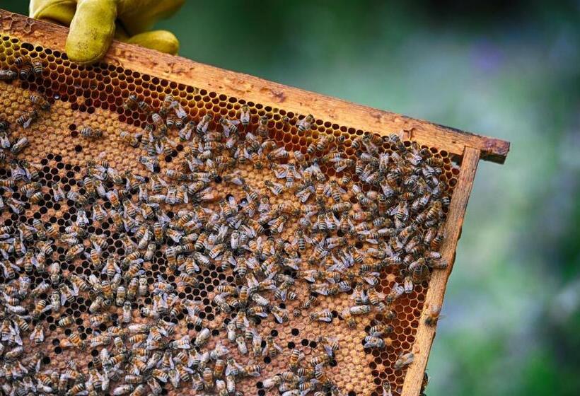 فندق ريفى Fattoria La Cona