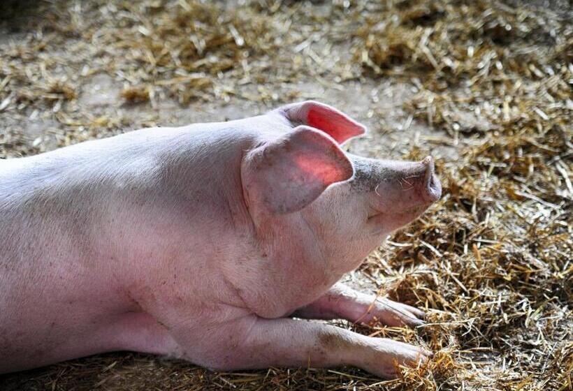 فندق ريفى Fattoria La Cona