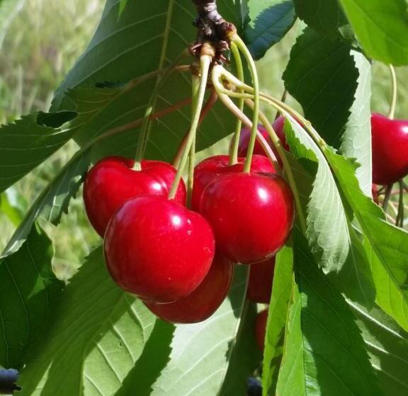 فندق ريفى Fattoria La Cona