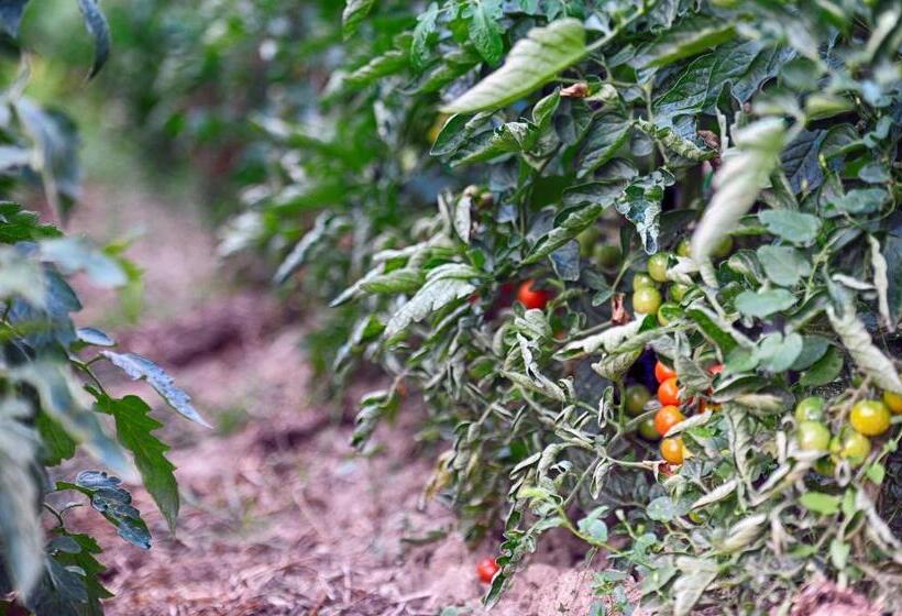 فندق ريفى Fattoria La Cona