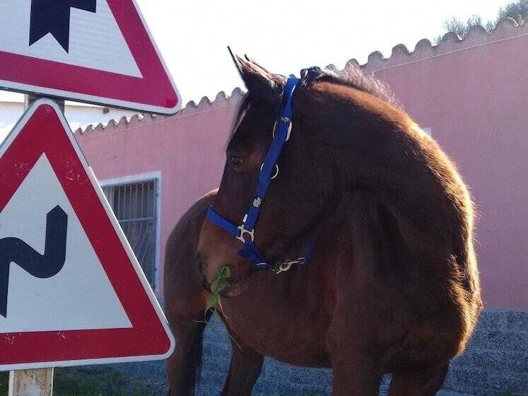 B&b Su Narboni Mannu E4247