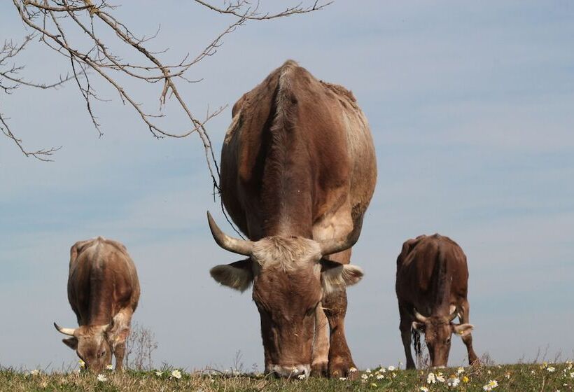 בית מלון כפרי Fattoria Lucciano