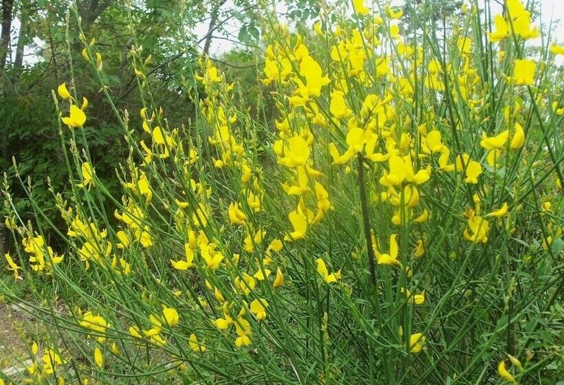 בית מלון כפרי Agriturismo A Veggia Vigna