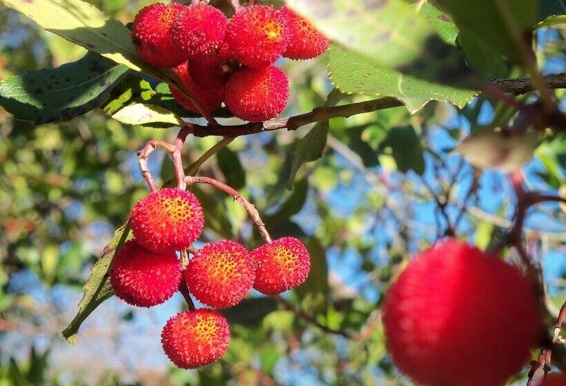 בית מלון כפרי Agriturismo A Veggia Vigna