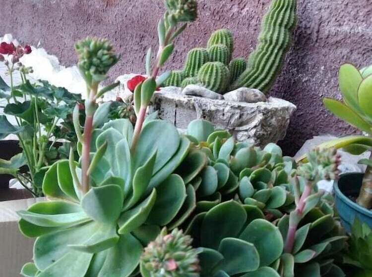 乡村酒店  B&b Home Holiday Villa Delle Acacie Agriturismo