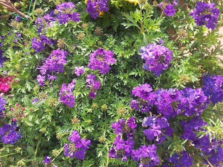 田舎風ホテル Il Campano