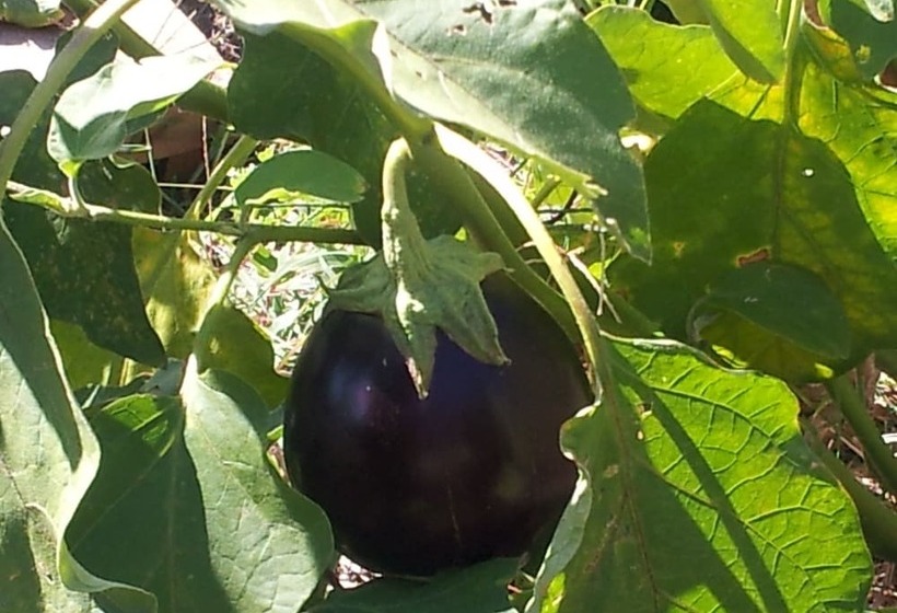 田舎風ホテル Il Campano