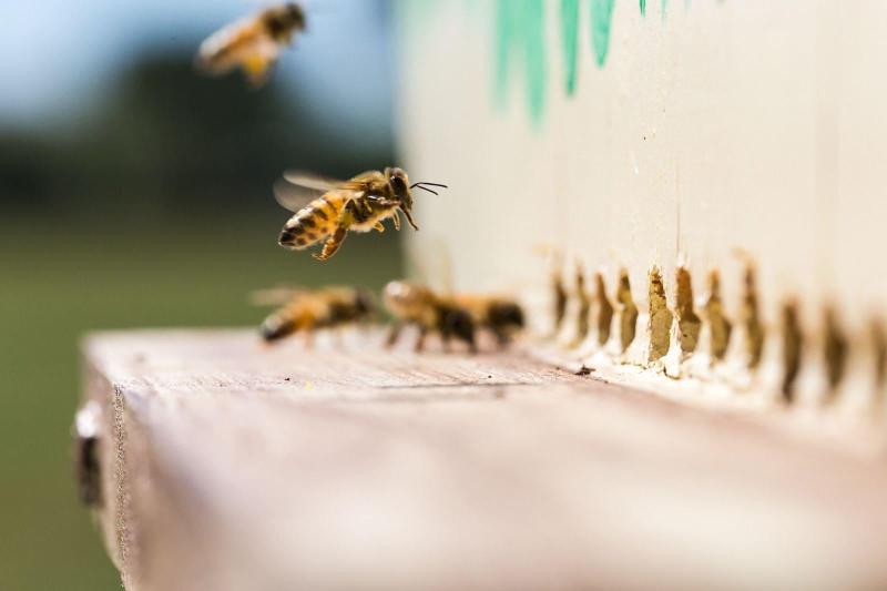 Antico Casale Dei Sogni Agriturismo